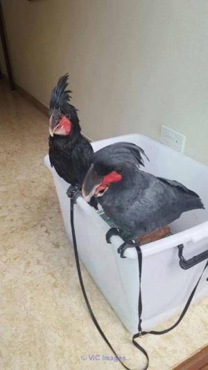 Talkatives Black Palm Cockatoo Birds For Adoption