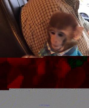 Baby monkey very lovely