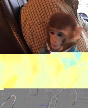 Magnifique Bebe Singe Valable Pour Adoption