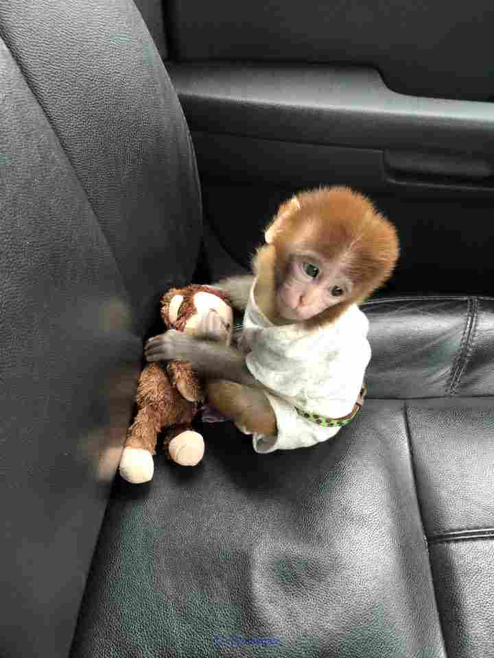 Friendly Baby Monkey For adoption