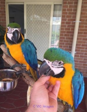 Sweet Gold and Blue Macaws