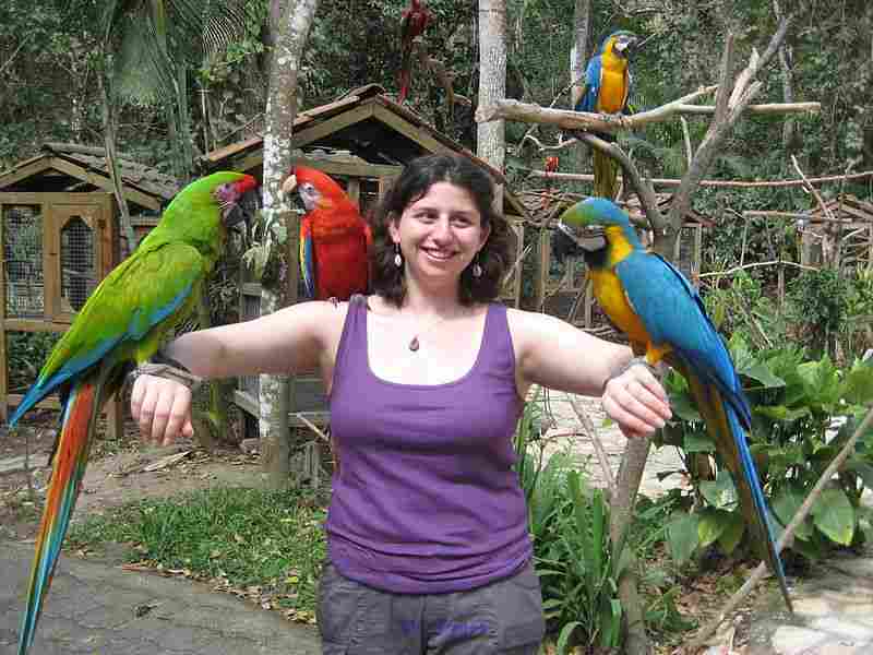 Healthy Babies parrots and fertile parrot eggs for sale