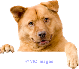 Veterinary Care Center