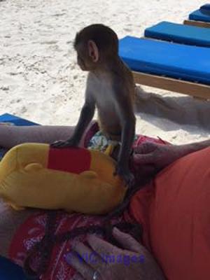 AVAILABLE BABY MONKEY FOR ADOPTION