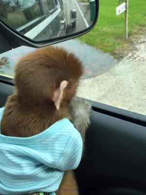 FOR ADOPTION BABY MONKEY VERY FRIENDLY