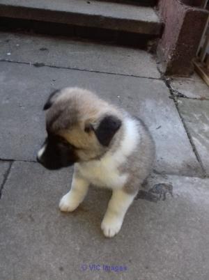 Beautiful Akita Puppies