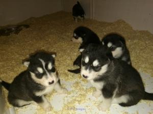 Beautiful Kc Registered Malamute Pups For Sale