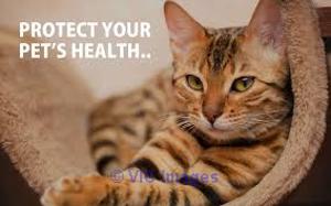Animal Hospital In Mission