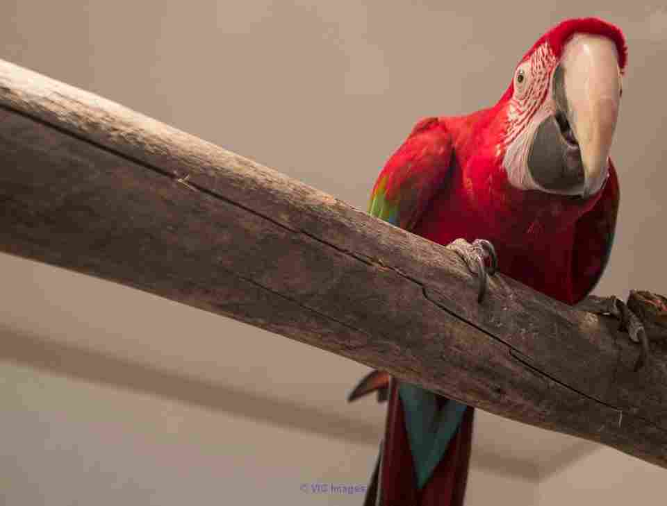 GREENWING MACAW FOR ADOPTION