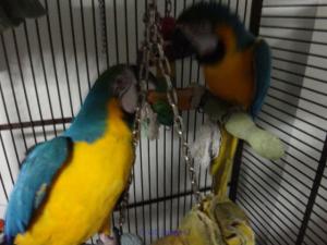 Sweet beautiful blue and gold macaws for adoption