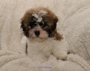 Loving and Caring Teddy Bear Puppies