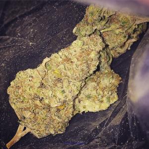 High Quality OG Kush (Indica) worldwide sales
