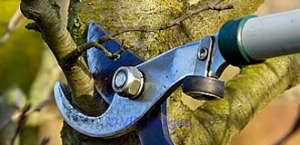 Crane Rental and work and Stump grinding Richmond, Henrico VA