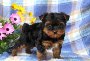 Lovely Yorkshire Tirrer puppies for pet loving home.