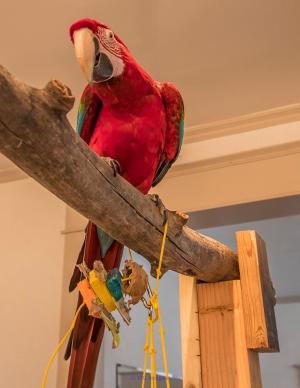 AMAZING GREENWING MACAW FOR ADOPTION