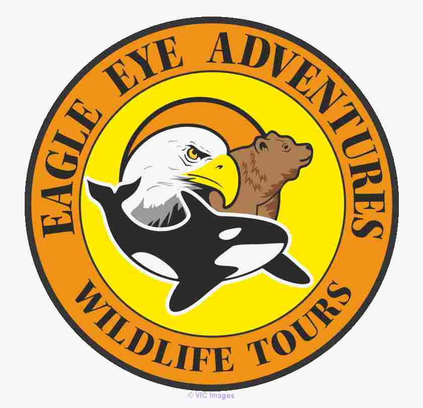 Grizzly Bear Viewing BC | Vancouver Adventure Tours