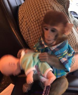 Friendly Baby Rhesus Monkey For Adoption