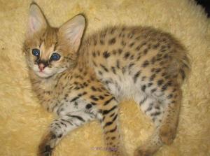 Savannah kittens for sale