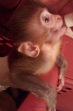 RHESUS BEBE SINGE A DONNER