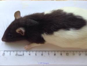 MiceFarm company (breeding colonies of rats and mice)
