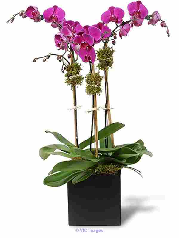 ORCHID TRIO By Flowers of Fort Lauderdale
