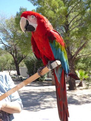 GREEN WING MACAW TALKATIVE FOR ADOPTION