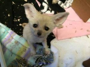 fennec fox kits available
