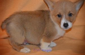 Sedrr pembroke welsh corgi pupies