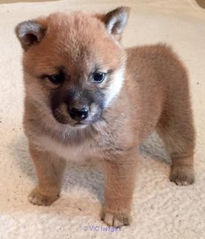 SDQSEDR Shiba inu puppies ready now