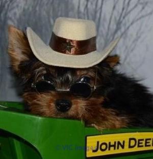 hARTYYU yorkshire terrier puppies