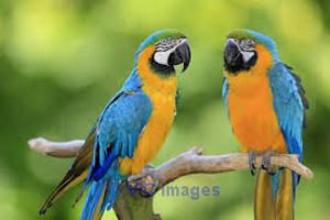 available Talking and Beautiful African Grey Parrotsss