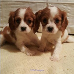 RUBY CAVALIER KING CHARLES SPANIEL PUPPIES FOR SALE