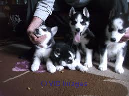 .FA MILY RAISED SHIBA INU PUPPIES FOR SALE