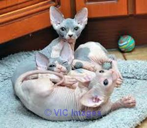 SPHYN X KITTENS FOR SALE