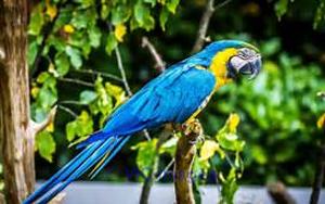 Beautiful macaw parrots ready now