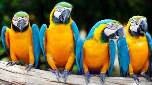 Cute macaw parrots fro you