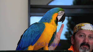 Pure breed macaw parrots