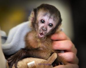 two pygmy marmoset monkeys