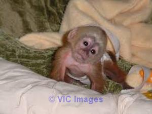 Available marmoset monkeys with good altitude.(404) 593 0958