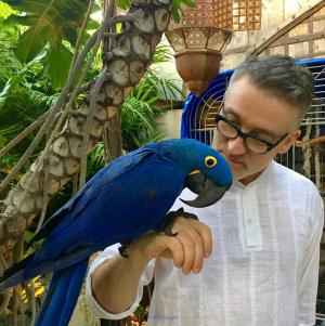 Hyacinth Macaw For Sale