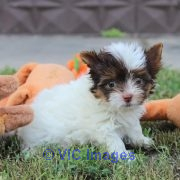 Adorable Yorkshire puppy for sale