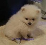 sadasdc pomeranian puppies ready now text (404) 593 x 0958...