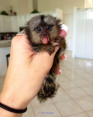 Baby Marmoset Monkey contact for more information