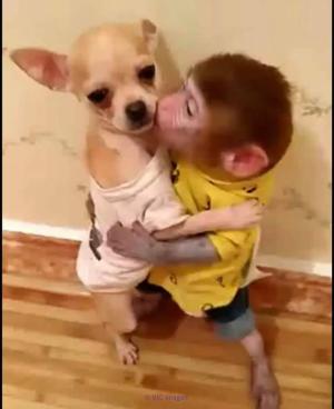 Lovely Baby Macaque