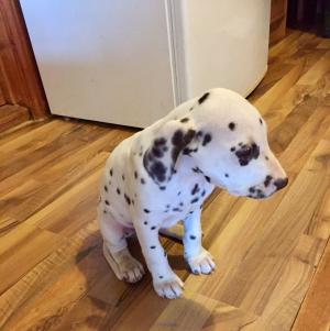 Selling Registered Dalmatian Puppies