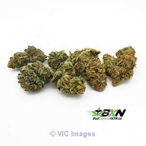 Balanced Hybrid Sample Pack from BudExpressNow.ca