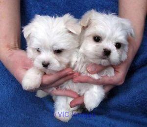 Gorgeous Teacup Maltese puppies Available