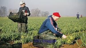 Agricultural Worker Recruitment Service