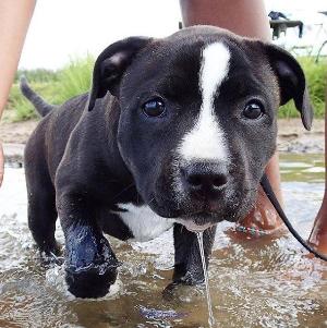 FOR SALE PIT BULL PUPPIES