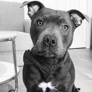 AVAILABLE PIT BULL PUPPIES FOR SALE